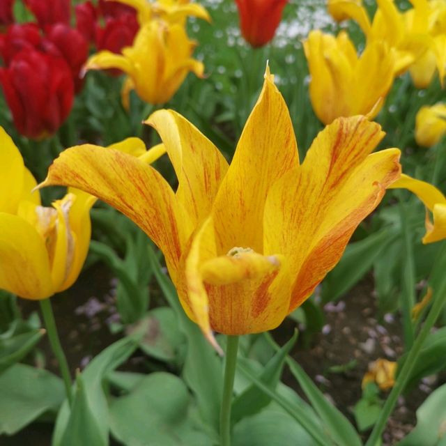 botanica garden lasi romania