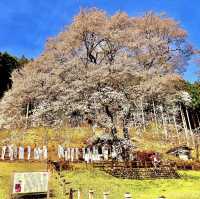 根尾淡墨桜
