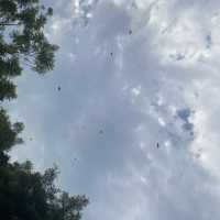 打卡深圳中心蓮花山 輕鬆飽覽福田美景