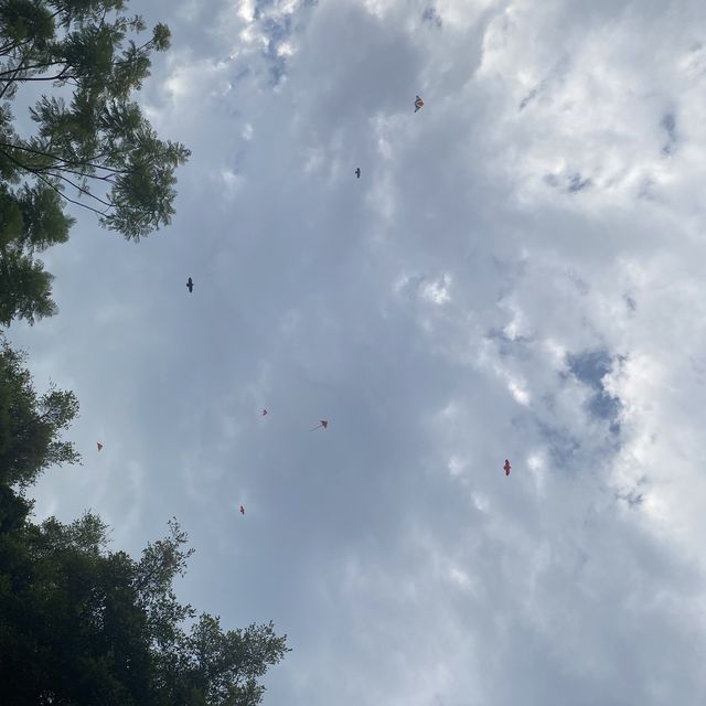 打卡深圳中心蓮花山 輕鬆飽覽福田美景
