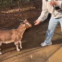 시드니 야생동물원 추천 Featherdale Sydney Wildlife Park