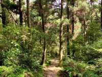 像是人間仙境的地方｜陽明山頂山石梯嶺步道，一定要去