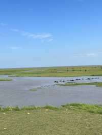 ชมควายน้ำ ที่ทะเลน้อย พัทลุง 