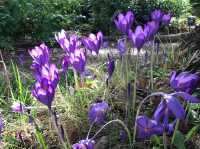 Royal Botanic Gardens, Kew