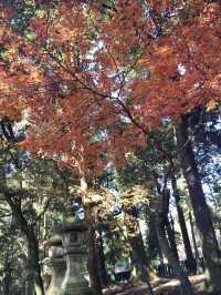 奈良公園賞楓🍁看鹿🦌