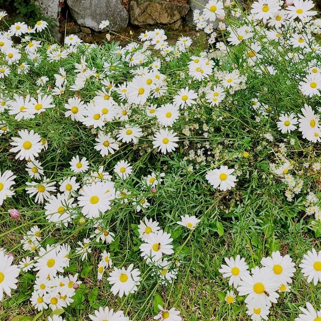폐채석장이 자연과 예술이 함께하는 힐링의 명소로🏞