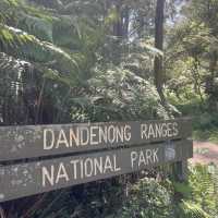 เดินเขากันที่ Dandenong ranges national park 🏞️ 
