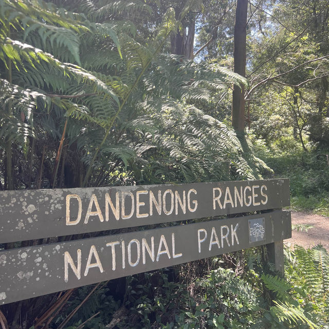 เดินเขากันที่ Dandenong ranges national park 🏞️ 