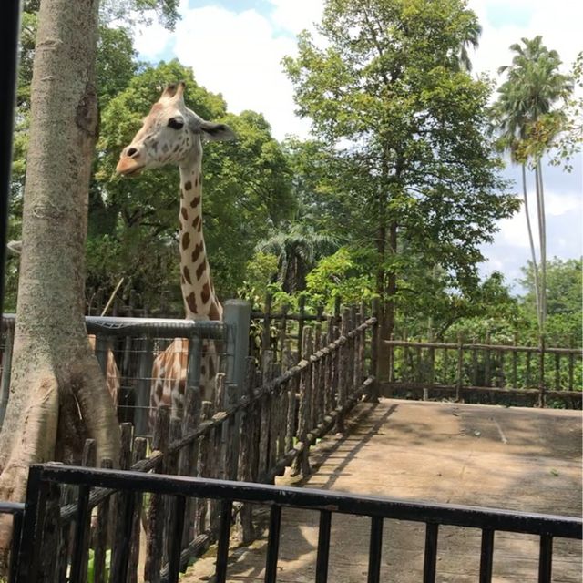 ZOO TAIPING 
