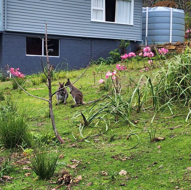 Wallaby ที่ไม่ใช่ จิ้งโจ้ Unseen Bruny Island