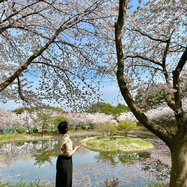 나주 벚꽃이 예쁘게 만발한 동신대학교 미래학사🌸🌸