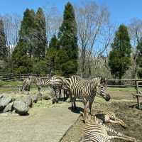 富士野生動物🦒🐒