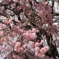 櫻花🌸盛放之時👍🏻必去上野恩賜公園👌🏻家庭一日遊😆日本🗾人最愛之地