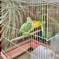 熱川バナナワニ園の動物たち