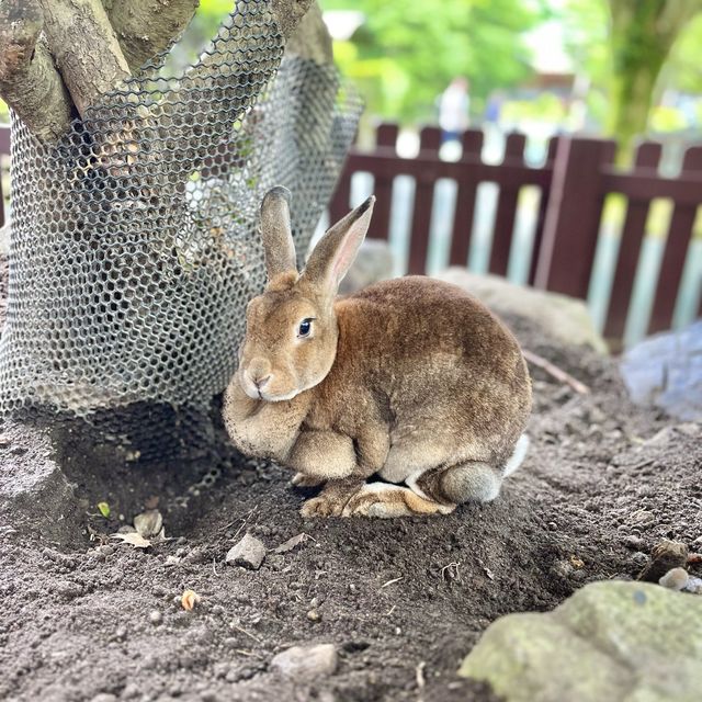 日本九州動物園：與野生動物的親密接觸🐒