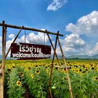 ทุ่งทานตะวันไร่วิชาญ จ.ลพบุรี