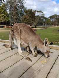 Let’s Meet some Aussie’s Animals!