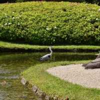 日本三大名園：岡山後樂園