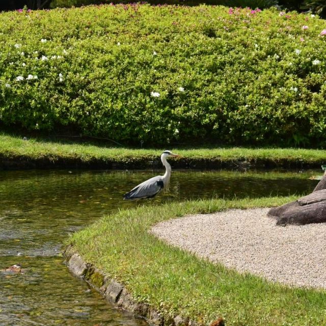日本三大名園：岡山後樂園