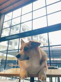 DOG CLUB คาเฟ่น้องหมาสุดไนซ์ที่พัทยา 🐶