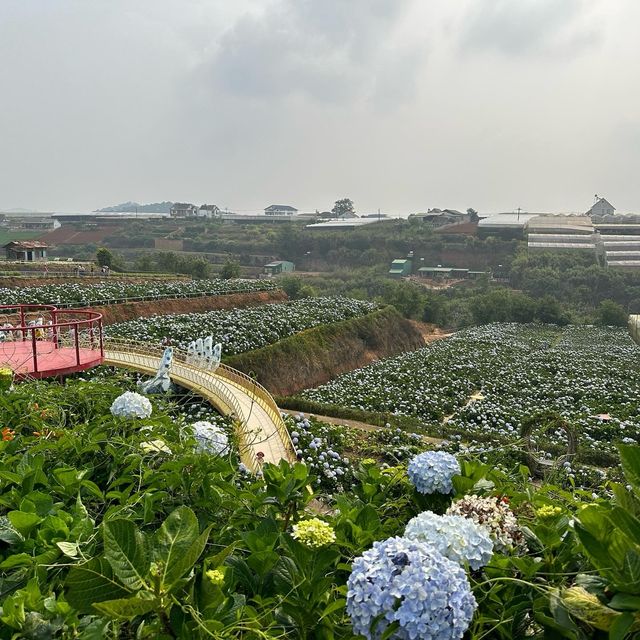 ทุ่งดอกไฮเดรนเยีย Garden Hydrangeas 🪻