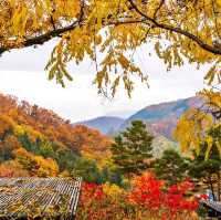 Beautiful autumn leaves wet with rain
