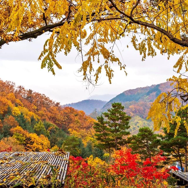 Beautiful autumn leaves wet with rain