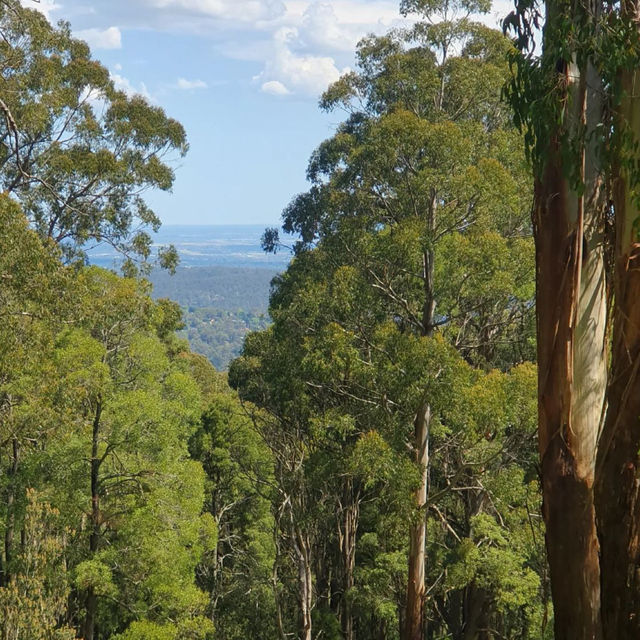 เดินเขากันที่ Dandenong ranges national park 🏞️ 