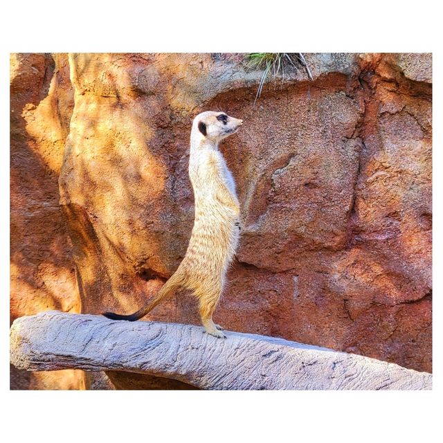 動物保育。海洋公園 