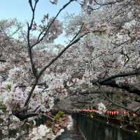 〈東京・中目黒〉桜の名所