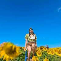 ทุ่งทานตะวันเขาใหญ่ บานสะพรั่งรับลมหนาว🌻