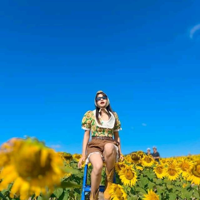 ทุ่งทานตะวันเขาใหญ่ บานสะพรั่งรับลมหนาว🌻