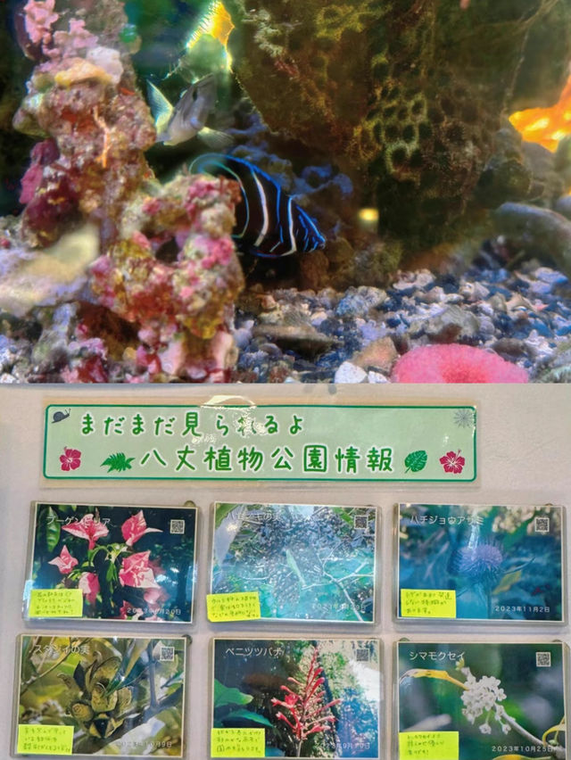 【八丈島】東京から最も近い南国で自然を満喫🌺🌴