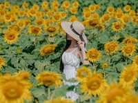 ชมฟรี ทุ่งดอกทานตะวัน อ่างเก็บน้ำดอกกราย
