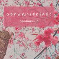 ดอกพญาเสือโคร่งดอยอินทนนท์