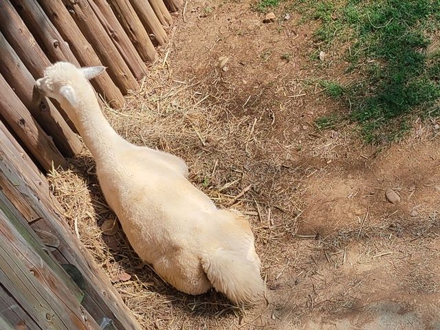 隱身在公園裡的動物園-新竹市立動物園