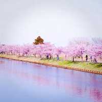 【三重】一足早く桜が見たいなら！ココおススメ