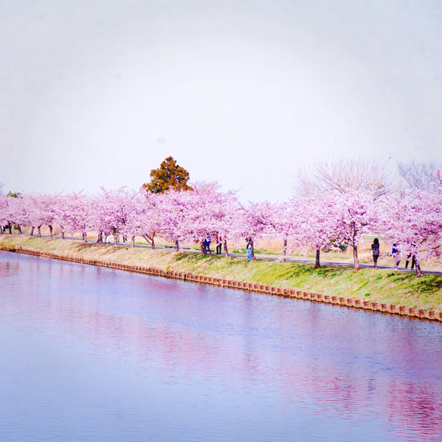 【三重】一足早く桜が見たいなら！ココおススメ