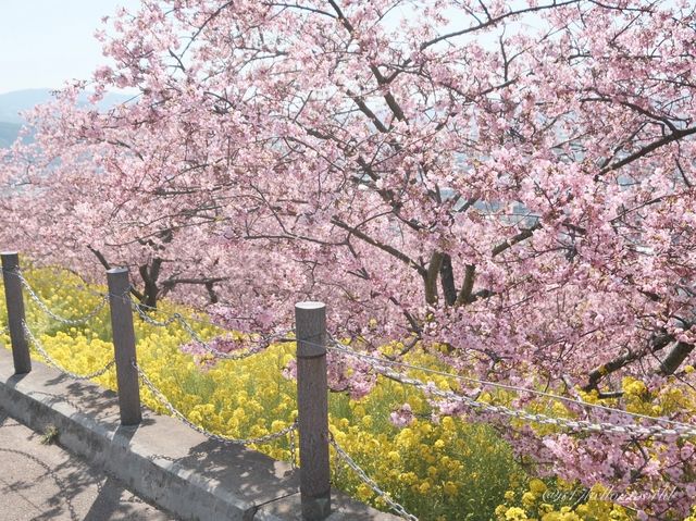 松田山ハーブガーデンで富士山と桜を🌸