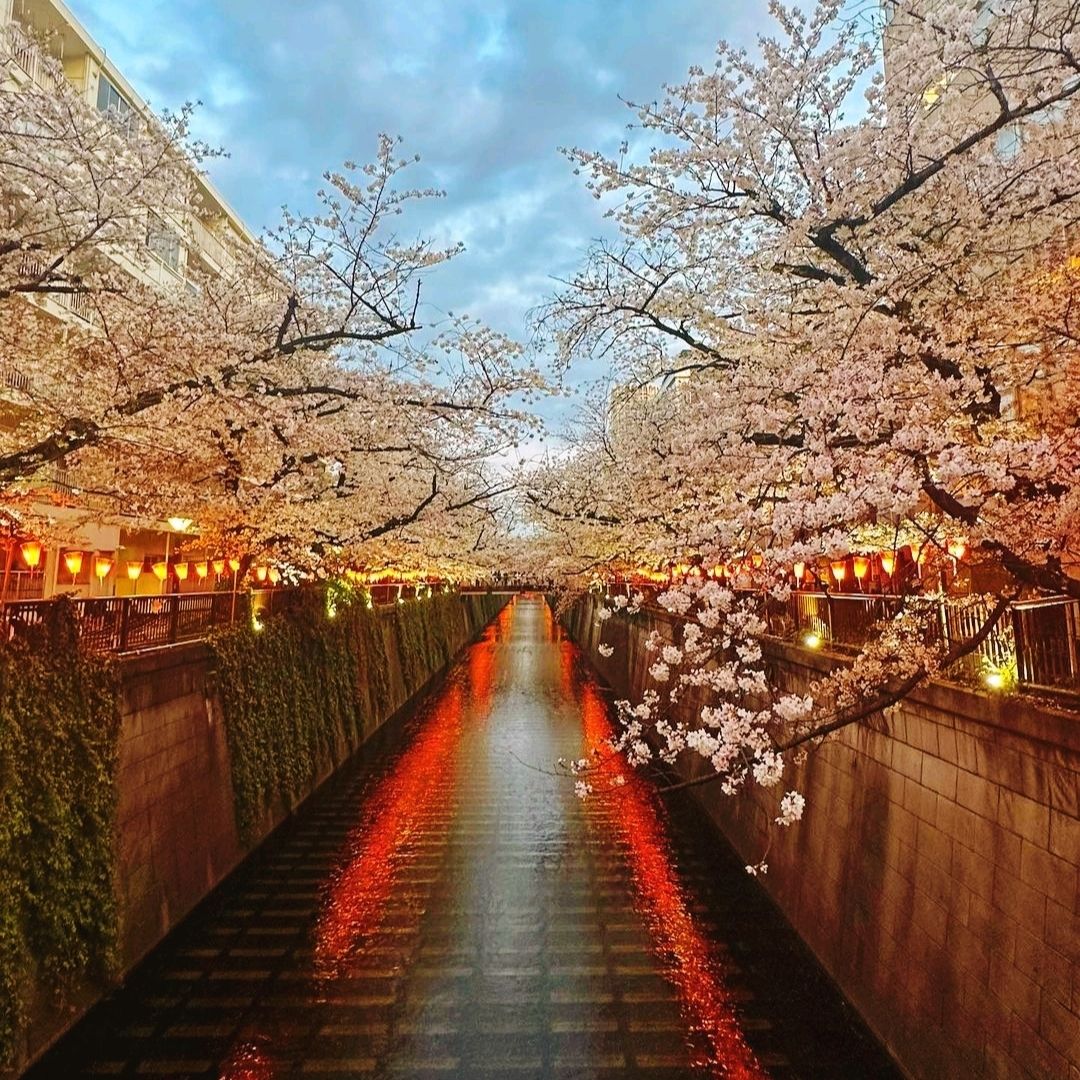 cherry blossom 様 1mi5w224x8u7f8x329D65.jpg?proc