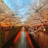 Most popular Cherry Blossom in Tokyo 