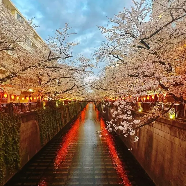 도쿄에서 가장 인기 있는 벚꽃 명소
