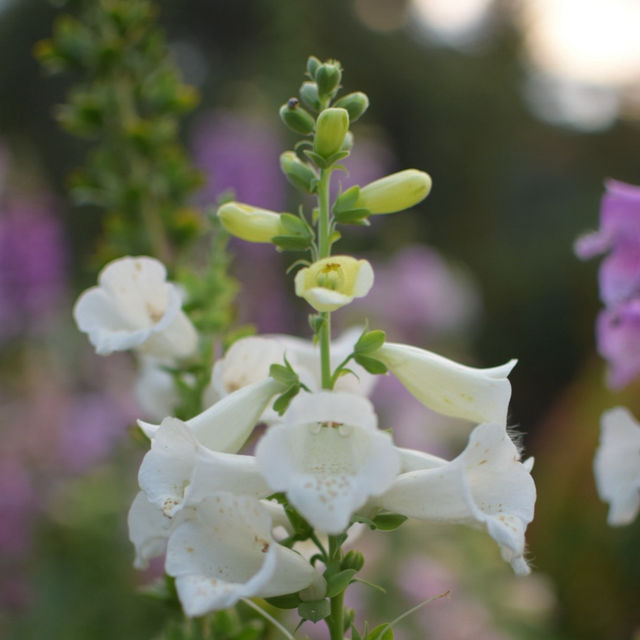 Beautiful Flower Park in Da Lat