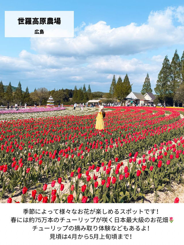 【日本の絶景】春休みからGWまで見頃あり！西日本のお花見おすすめスポット！