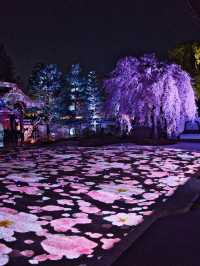 【京都×桜】桜のプロジェクションマッピングで彩られた庭園が美しい🤩※攻略のコツ情報付