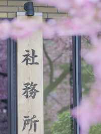 可愛いが詰まってる🎀ピンクのリボン×河津桜の桜神宮