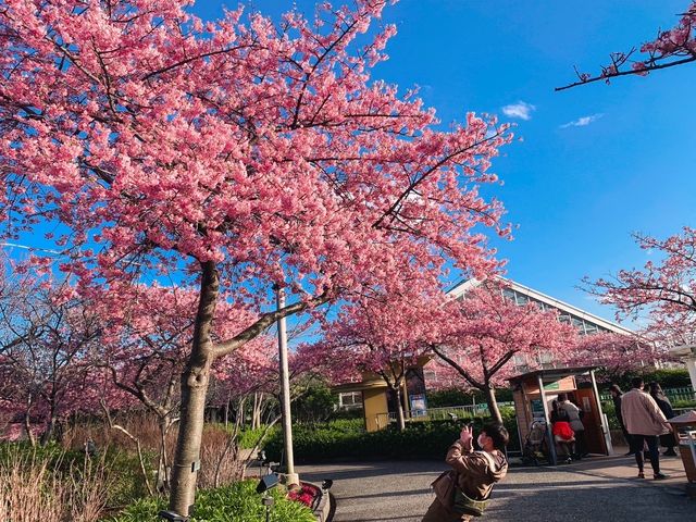 เที่ยวซากุระที่ Nabana no sato💗🌸🌸