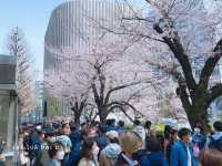 Chidorigafuchi park จุดชมดอกซากุระ ใจกลางโตเกียว