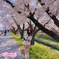 다가오는 봄 가기 좋은 대전 벚꽃 스팟 추천🌸