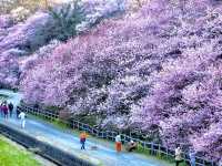 Harumeki-Sakura Cherry Blossoms